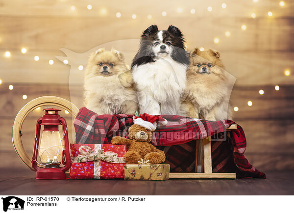Pomeranians / Pomeranians / RP-01570