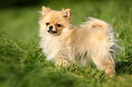 standing Miniature Spitz