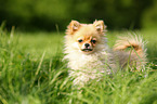 standing Miniature Spitz