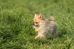 trotting Miniature Spitz