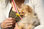 woman with Miniature Spitz