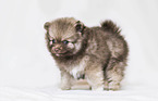 Pomeranian Puppy in front of white background