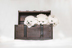 Pomeranian Puppies in front of white background