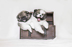 Pomeranian Puppies in front of white background