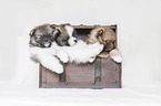 Pomeranian Puppies in front of white background