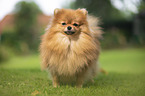 red Pomeranian