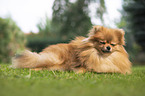 red Pomeranian