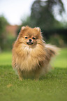 red Pomeranian