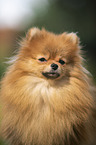 red Pomeranian