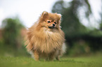 red Pomeranian