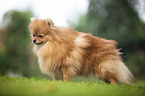 red Pomeranian