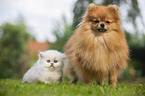 Pomeranian and British Longhair Kitten