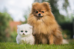 Pomeranian and British Longhair Kitten