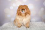 sitting Pomeranian