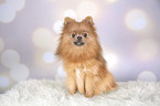 sitting Pomeranian