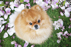 Pomeranian