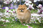 standing Pomeranian