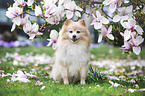 sitting Pomeranian