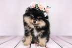 Pomeranian with wreath of flowers