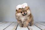 Pomeranian with wreath of flowers