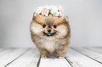 Pomeranian with wreath of flowers