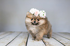 Pomeranian with wreath of flowers