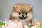 Pomeranian with wreath of flowers