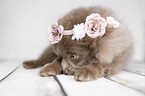 Pomeranian with wreath of flowers