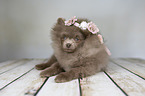 Pomeranian with wreath of flowers