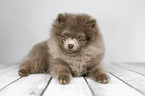 lying Pomeranian puppy