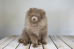 Pomeranian puppy