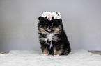 Pomeranian with wreath of flowers