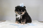Pomeranian puppy