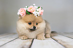 Pomeranian with wreath of flowers