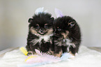 Pomeranian puppies