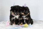 Pomeranian puppies