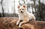 Pomeranian lying on tree trunk