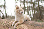 Pomeranian lying on tree trunk