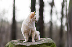 sitting Pomeranian