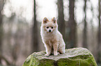 sitting Pomeranian