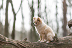 sitting Pomeranian