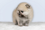 standing Pomeranian puppy