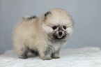 standing Pomeranian puppy