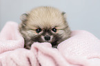 Pomeranian puppy portrait