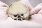 Pomeranian puppy portrait