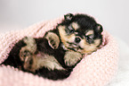 lying Pomeranian puppy