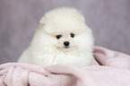 Pomeranian puppy portrait