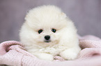 lying Pomeranian puppy