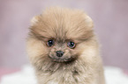 Pomeranian puppy portrait