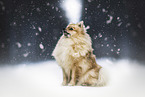 Pomeranian